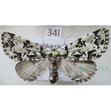 Moma alpium (Osbeck, 1778) Poland34l